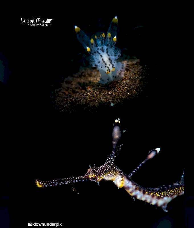 Makroaufnahme einer bunten Meeresschnecke und eines Seepferdchens auf dunklem Untergrund, Unterwasserfotografie