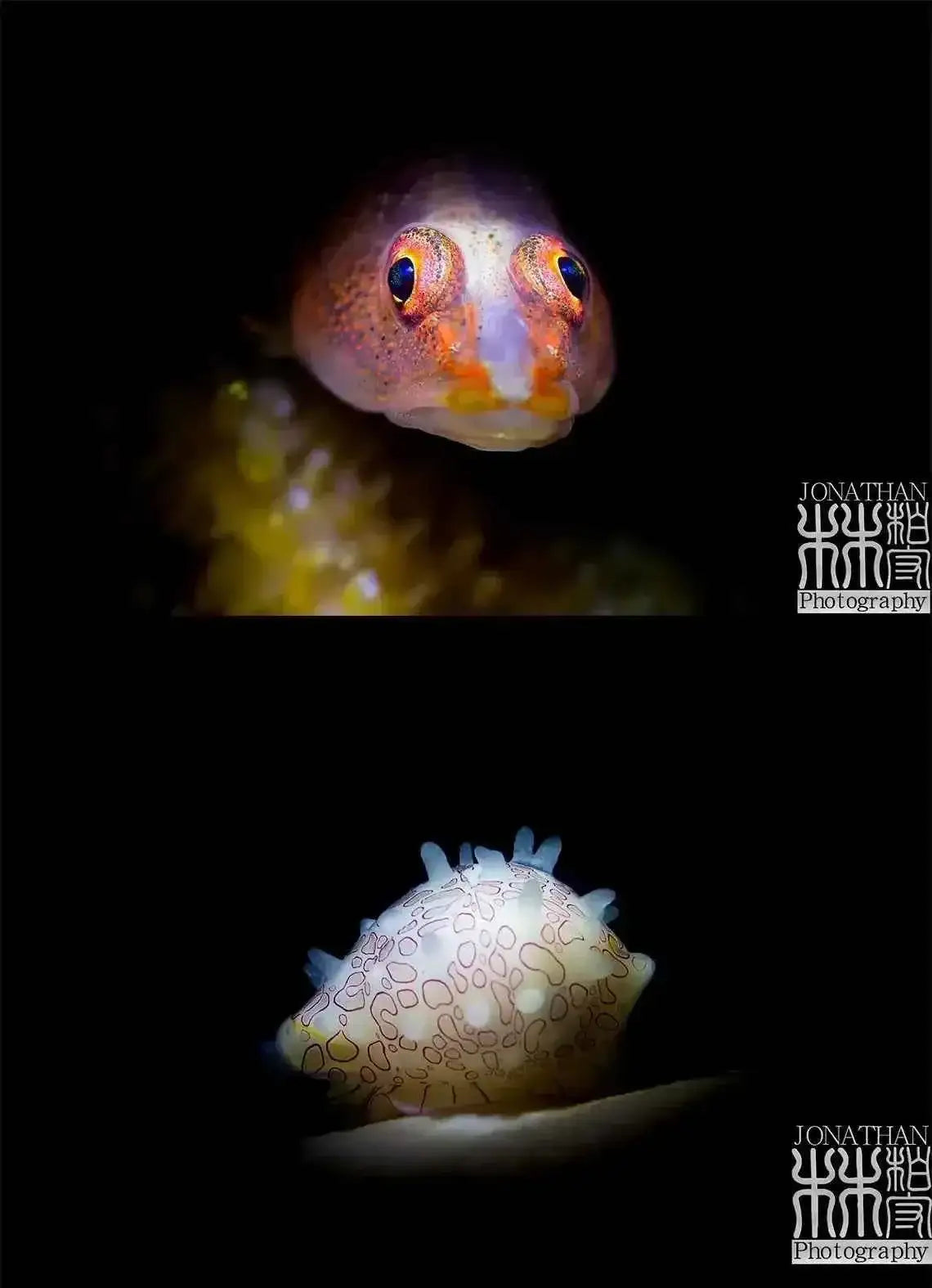 DIVEPRO Snoot Light MP30