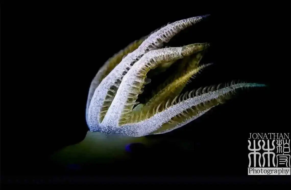 DIVEPRO Snoot Light MP30